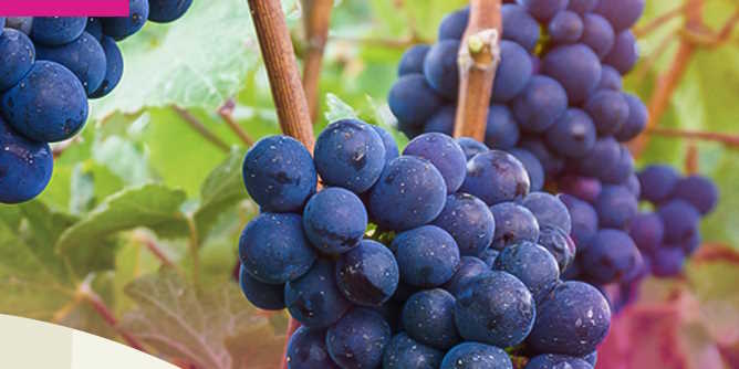 Polyphenole & Flavonoide hier kaufen